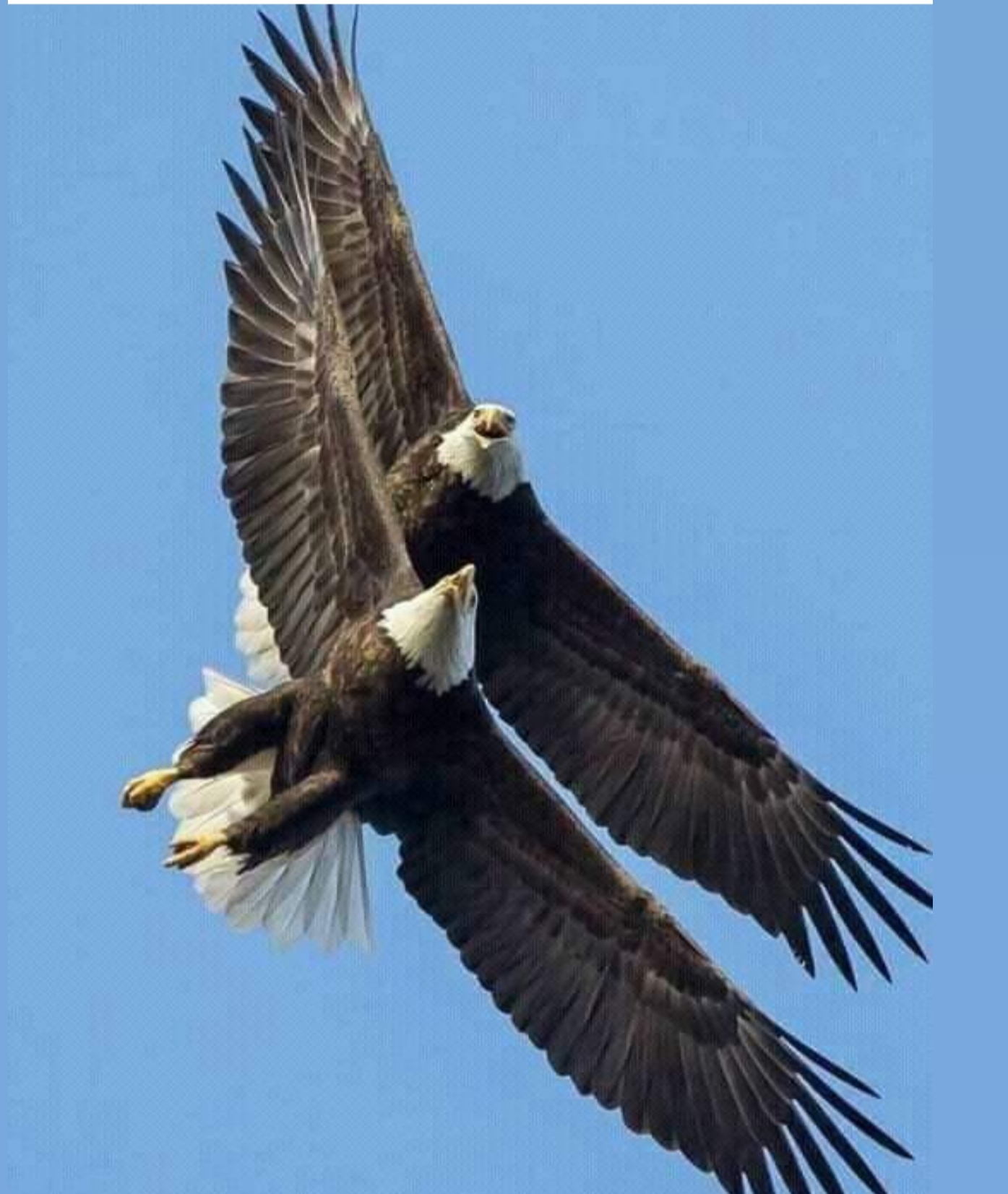 Eagles